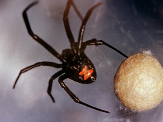 black widow spiders