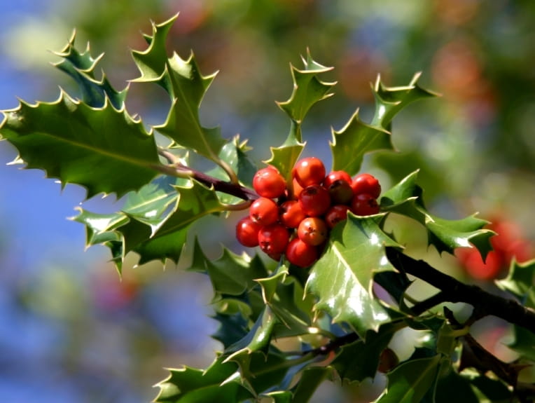 holly berries poison control