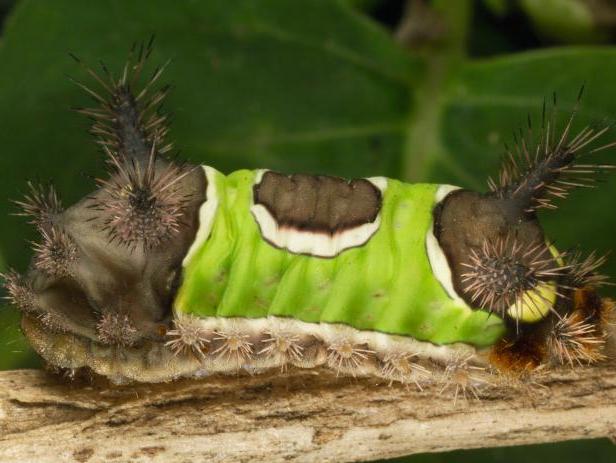 caterpillar stings