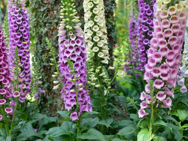 Image result for foxglove