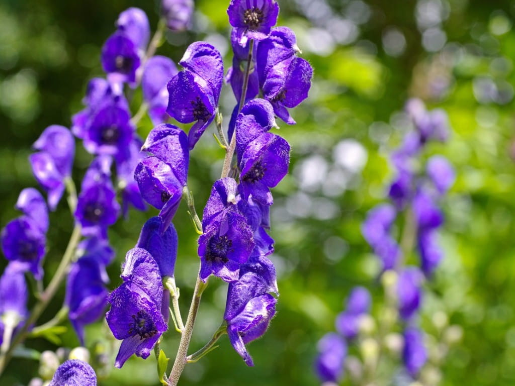 wolfsbane poisoning wolfsbane poisoning