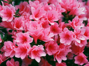 azalea flower