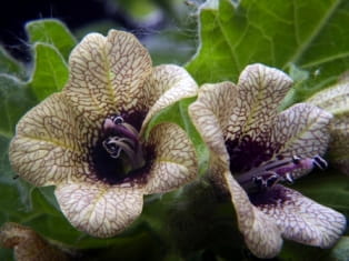 deadly nightshade belladonna