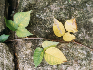 poison ivy