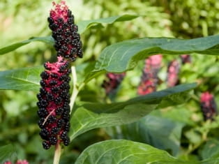 pokeweed