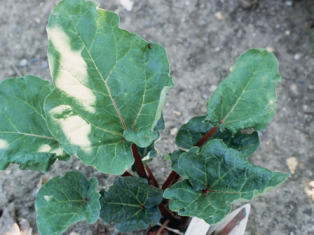 rhubarb