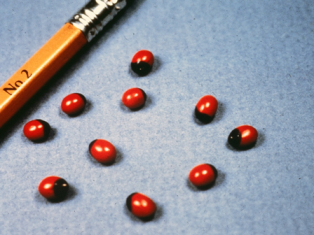 rosary pea