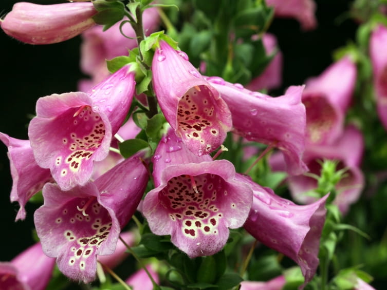 foxglove 1