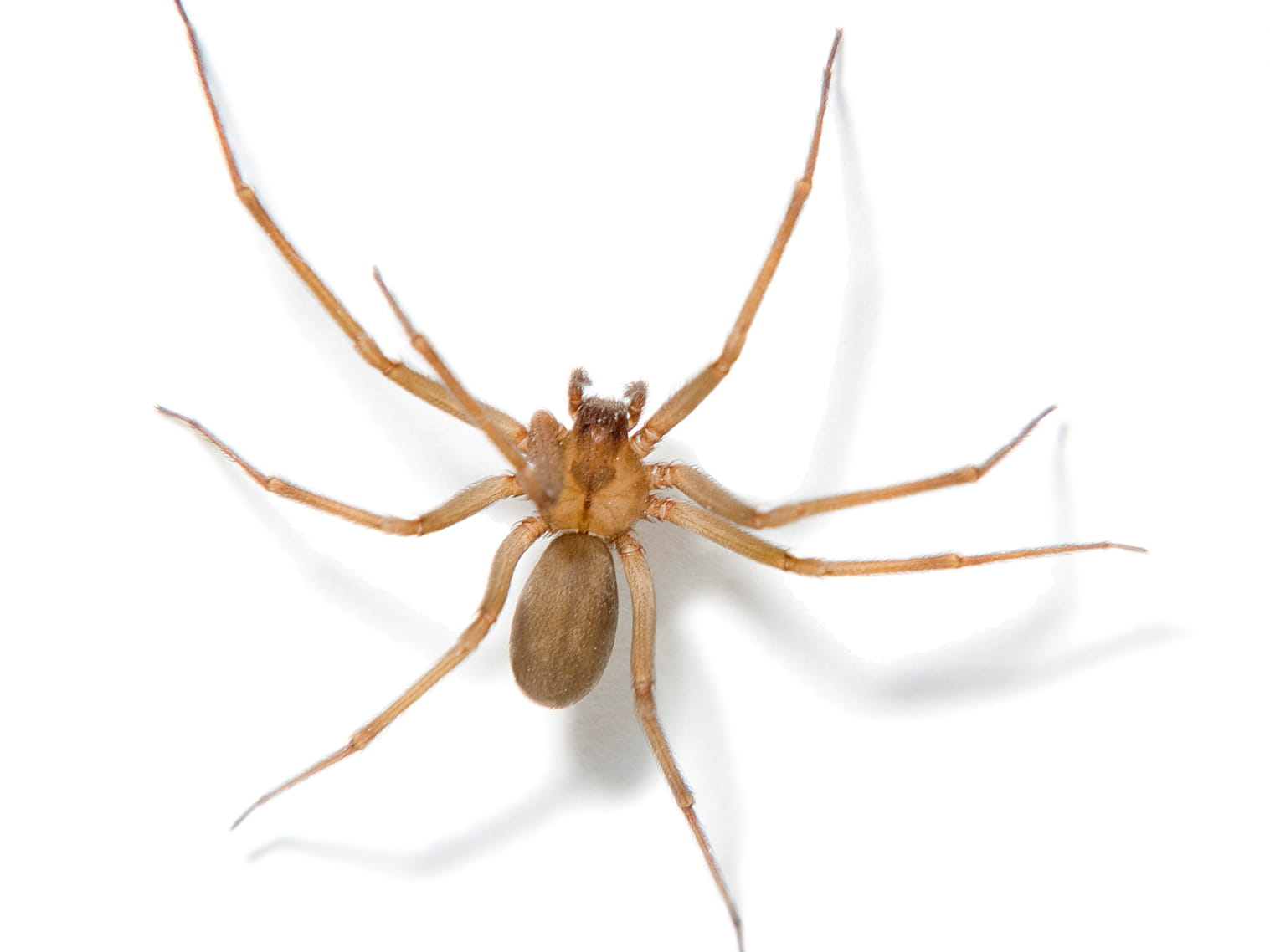 brown recluse spider