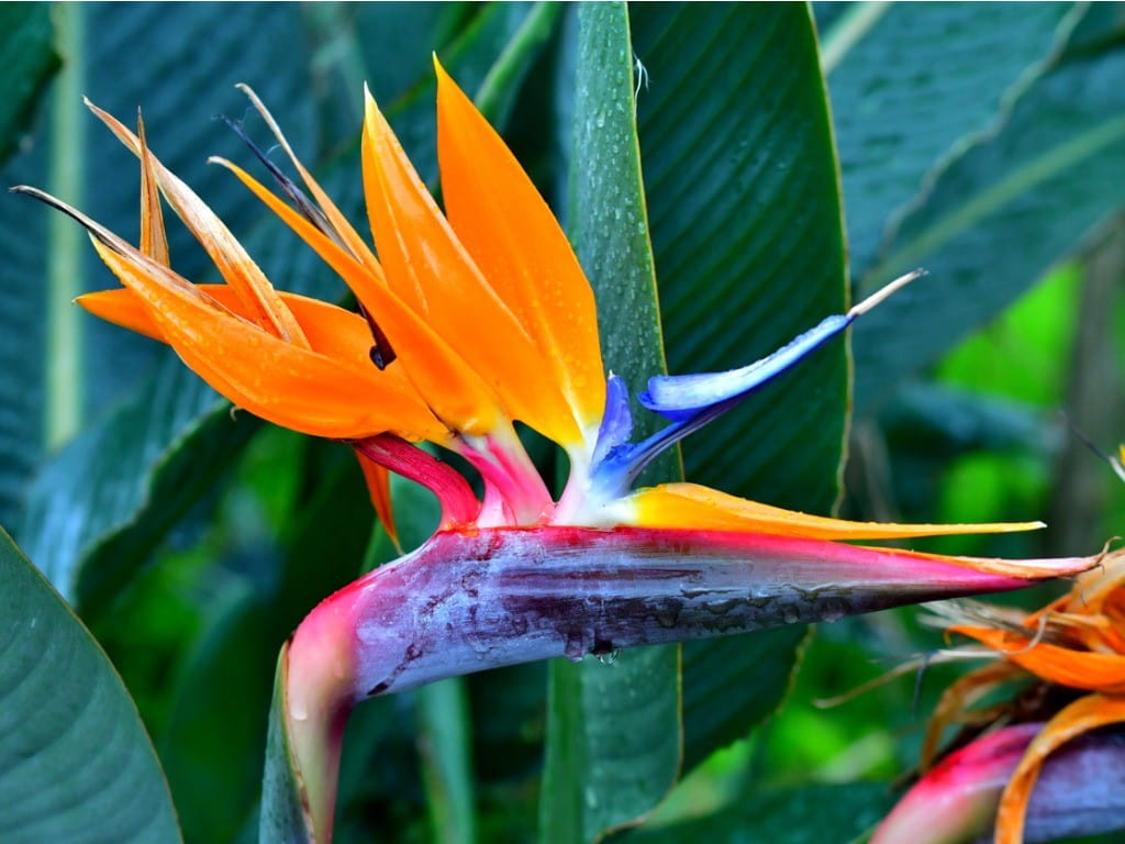 bird of paradise flower