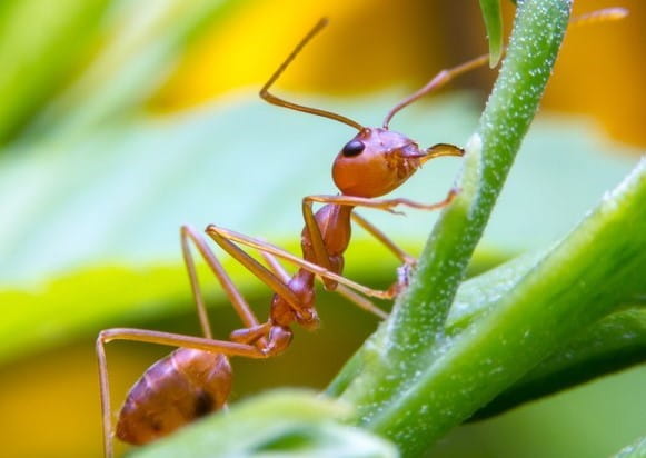 fire ant stings closeup of fire ant