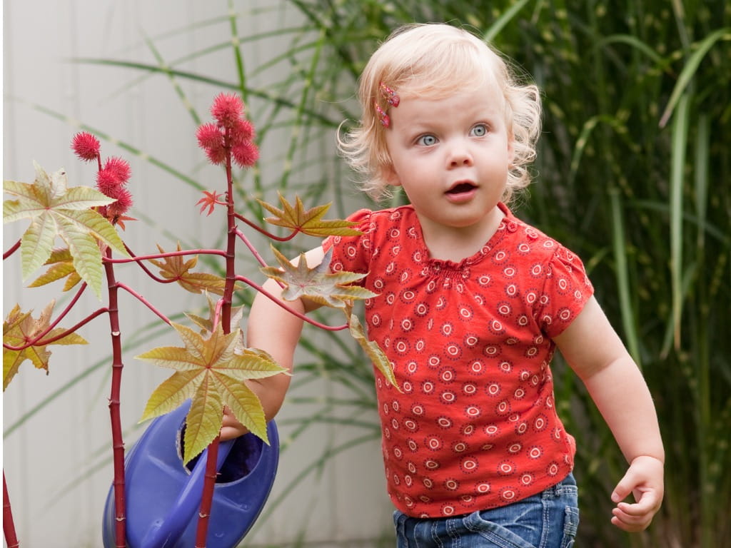 girl pouring water into a Ricinus/castor bean plant