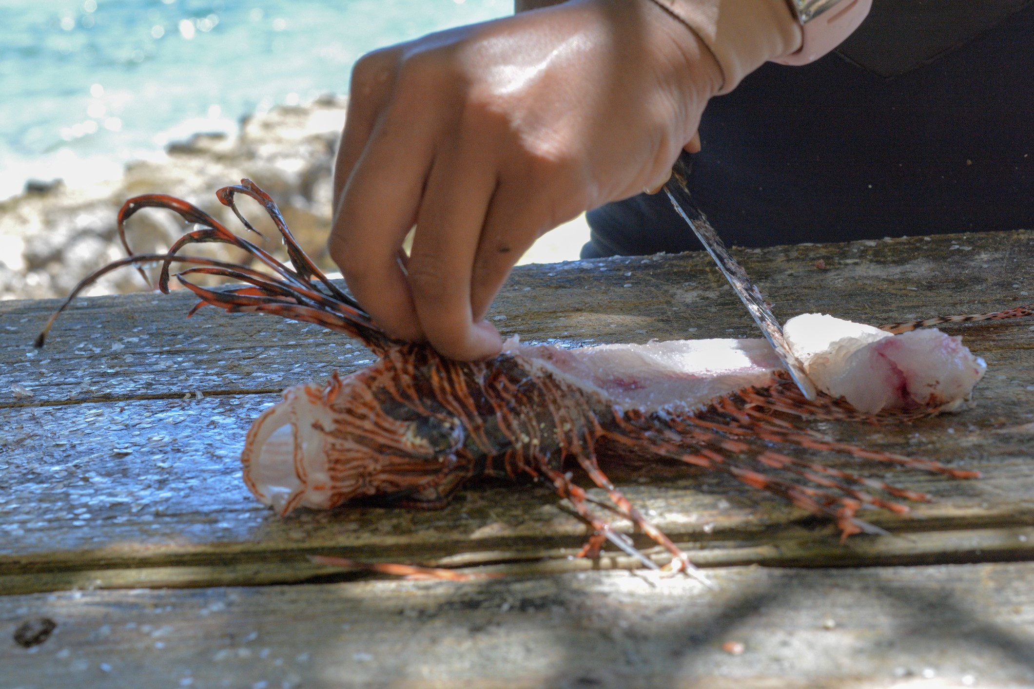 lionfish being prepared