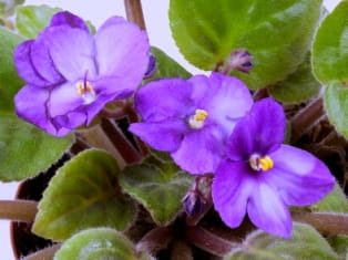 african violet