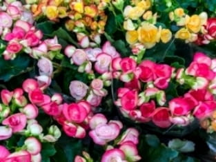 begonia