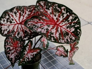 calacium