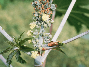 castor bean plant