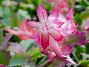 christmas cactus