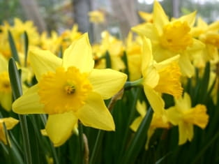 daffodil