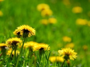 dandelion