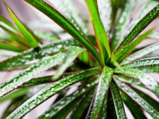 dracaena