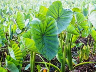 elephant ear
