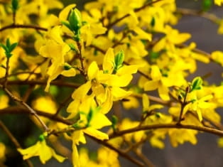 forsythia