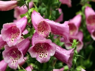 foxglove digitalis purpurea