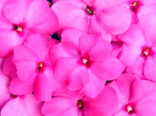 impatiens