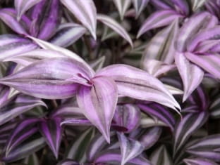 inch plant