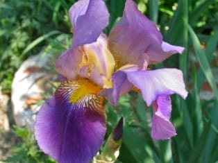 iris