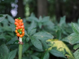 jack in the pulpit