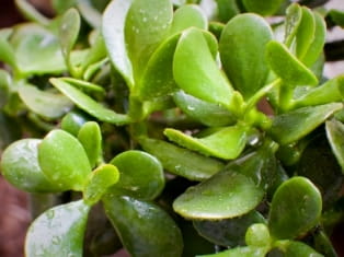 jade