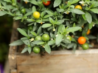 jerusalem cherry
