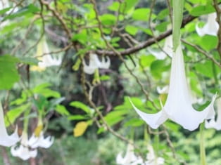 jimson weed