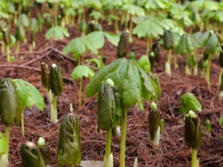 mayapple