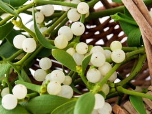 mistletoe