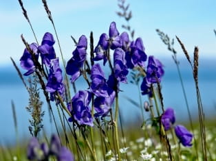 monkshood
