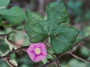 morning glory