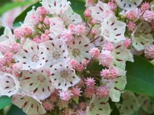 mountain laurel