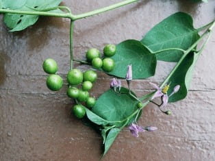 nightshade