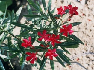 oleander
