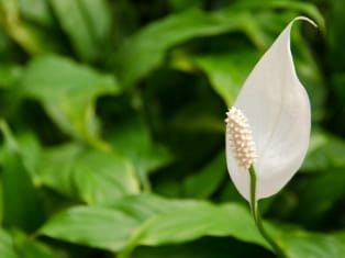 peace lily