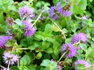 pennyroyal
