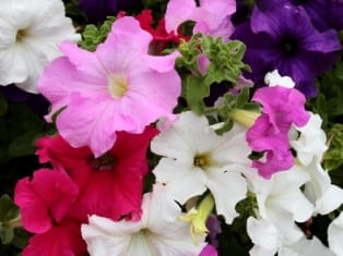 petunia