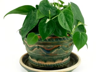 philodendron