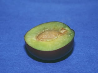 plum pit