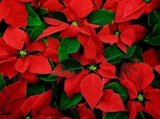 poinsettia