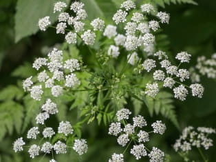 poison hemlock