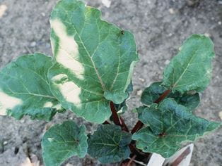 rhubarb leaves